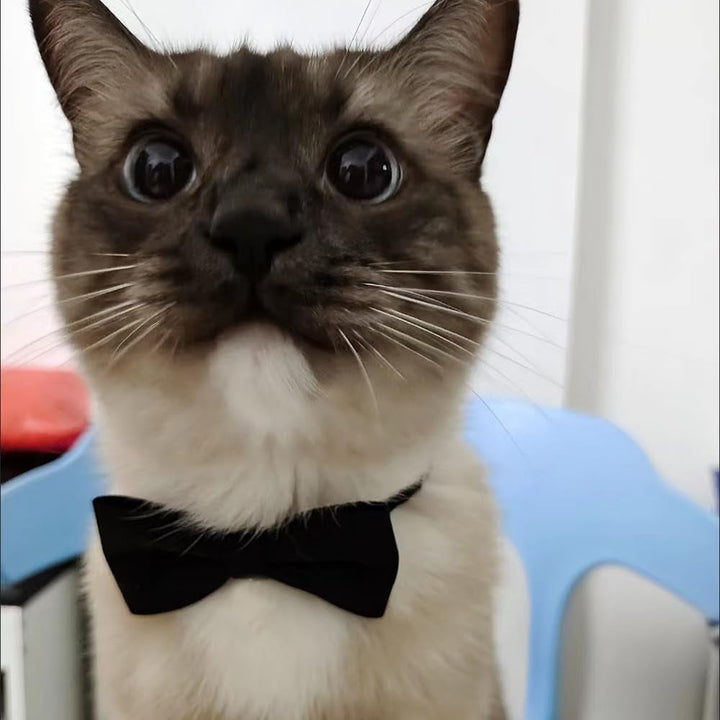 Zgardă personalizată pentru pisici, zgardă pentru pisici cu clopoțel și papion, accesorii personalizate pentru animale de companie, pisici, pui (negru, roșu)