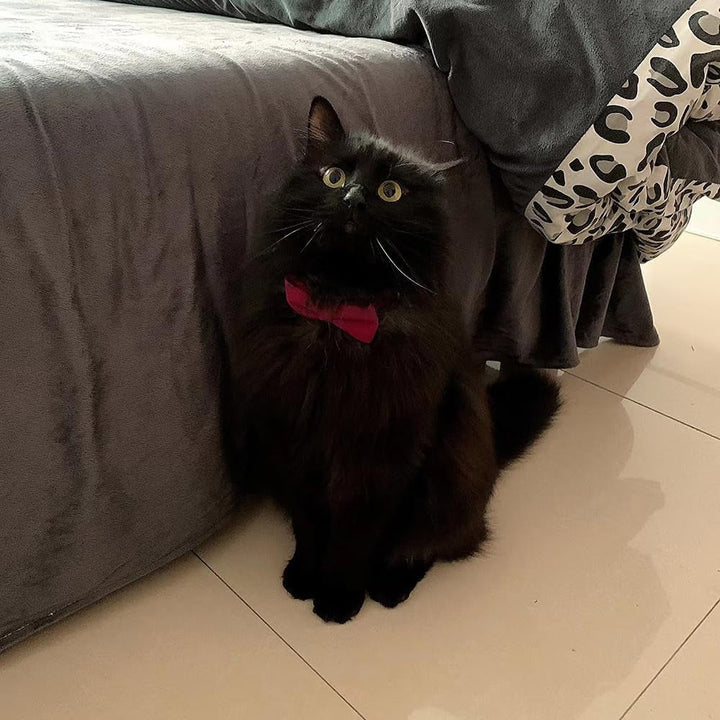 Zgardă personalizată pentru pisici, zgardă pentru pisici cu clopoțel și papion, accesorii personalizate pentru animale de companie, pisici, pui (negru, roșu)
