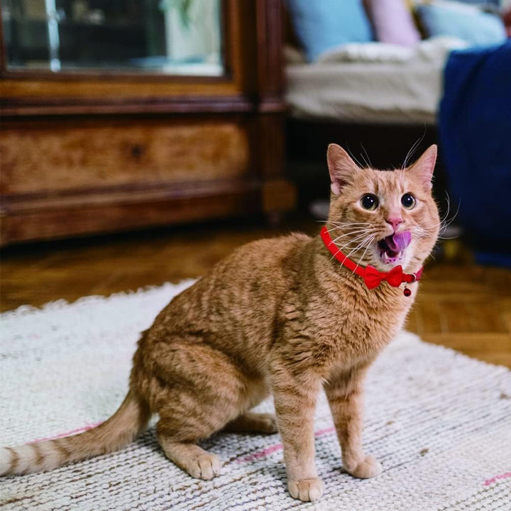 Zgardă pentru pisică cu clopoțel în 6 culori, zgardă personalizată cu papion drăguț, cataramă de siguranță, zgarzi reglabile pentru animale de companie pentru fete, băieți, pisoi, căței, căței mici