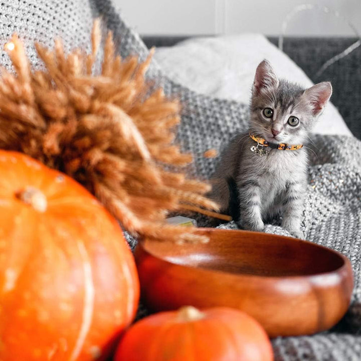 Zgardă pentru pisici de Halloween, set de 3, moale, reglabilă, cu clopoțel și pandantiv, pentru pisici și pisoi, imprimare prin transfer termic