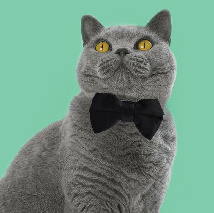 Zgardă personalizată pentru pisici, zgardă pentru pisici cu clopoțel și papion, accesorii personalizate pentru animale de companie, pisici, pui (negru, roșu)